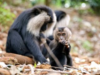 Nachwuchs in der Wildnis