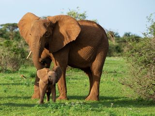 Fabelhafte Tierbabys