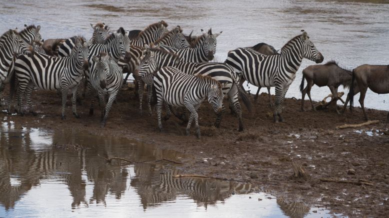 Zebras der Serengeti