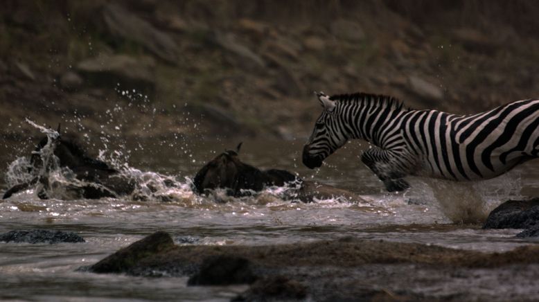 Zebras der Serengeti