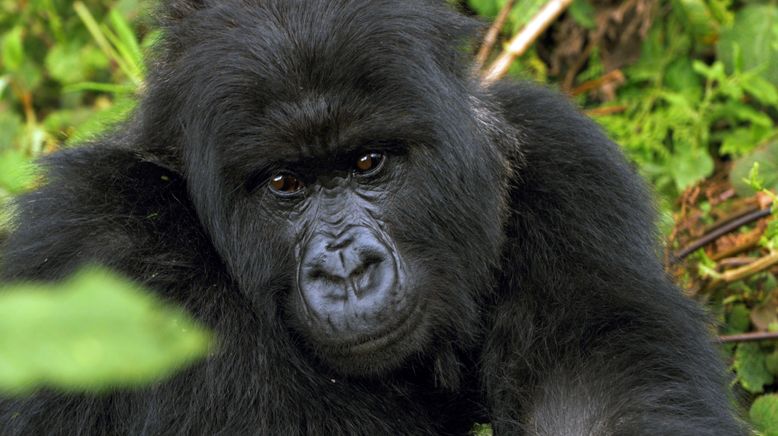 Gorillas unter Stress - Lebensraum am Limit