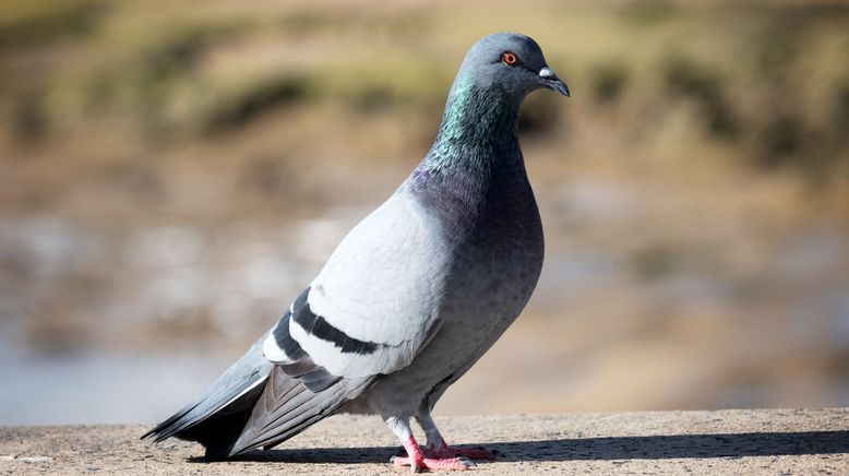 Die Superkräfte der Tiere