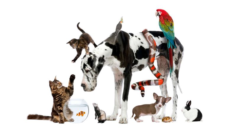Animal Mysteries - Unglaubliches Tierverhalten